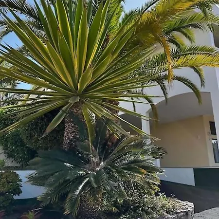 Violetas Del Teide